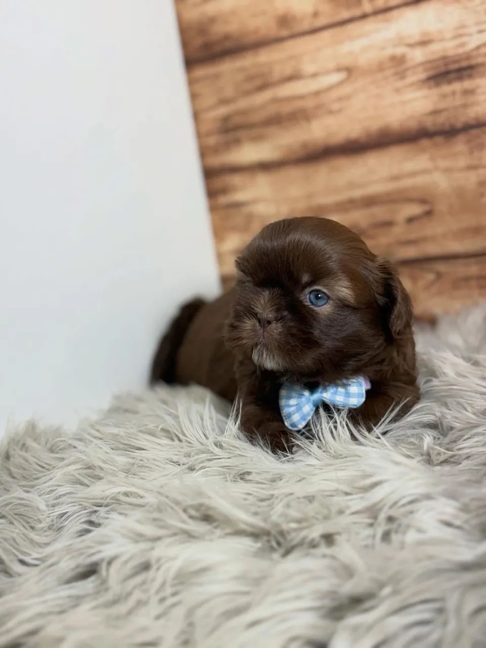 Shihtzu miniaturas  - Foto 3