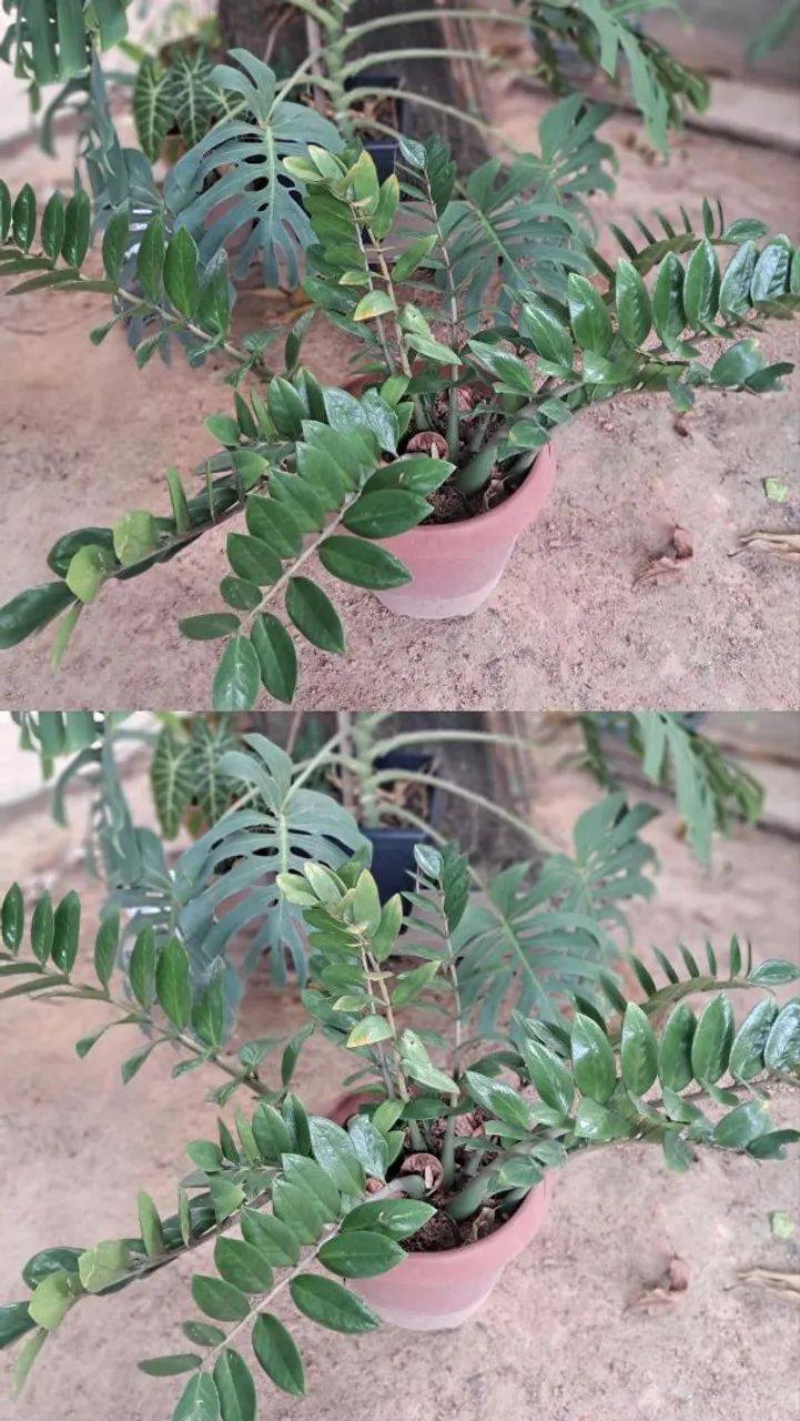 Planta 