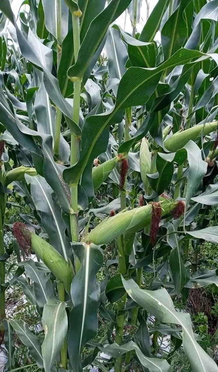 Milho verde. - Foto 5