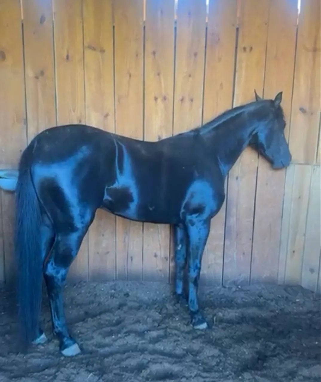 Cavalo