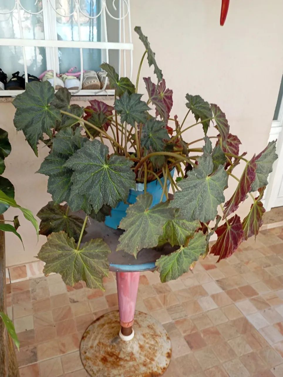 Sementes e plantas  - Foto 2