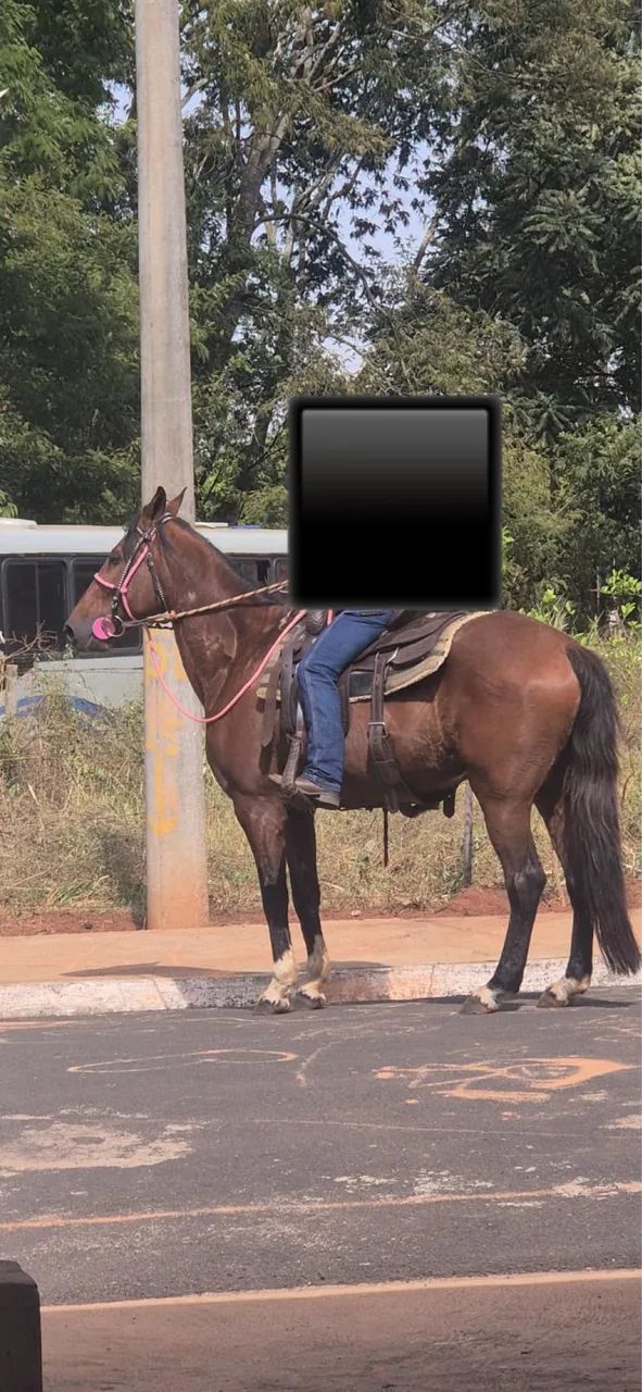 Égua mansa 