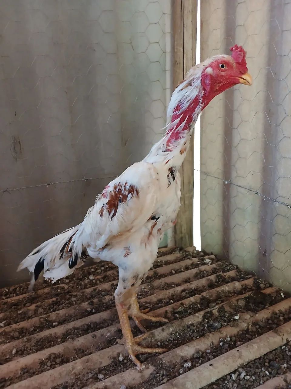 Frango Mura - Foto 3