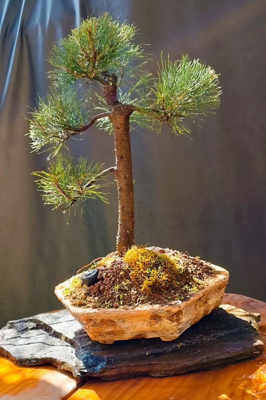 Bonsai de pinus