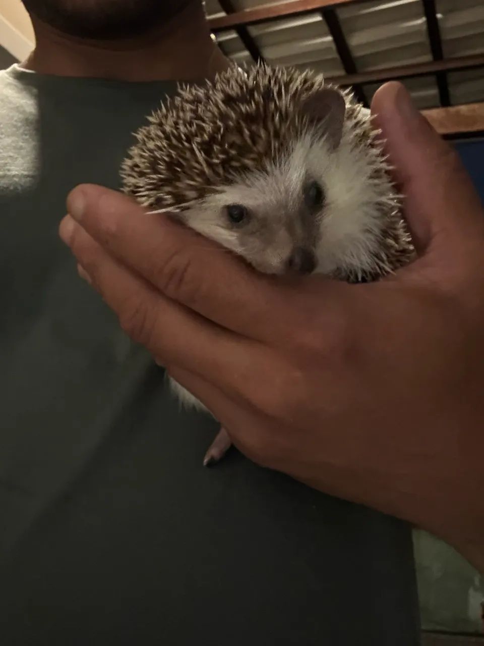 Ouriço Headgehog (sonic)