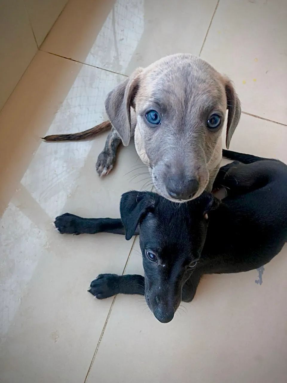 Whippet