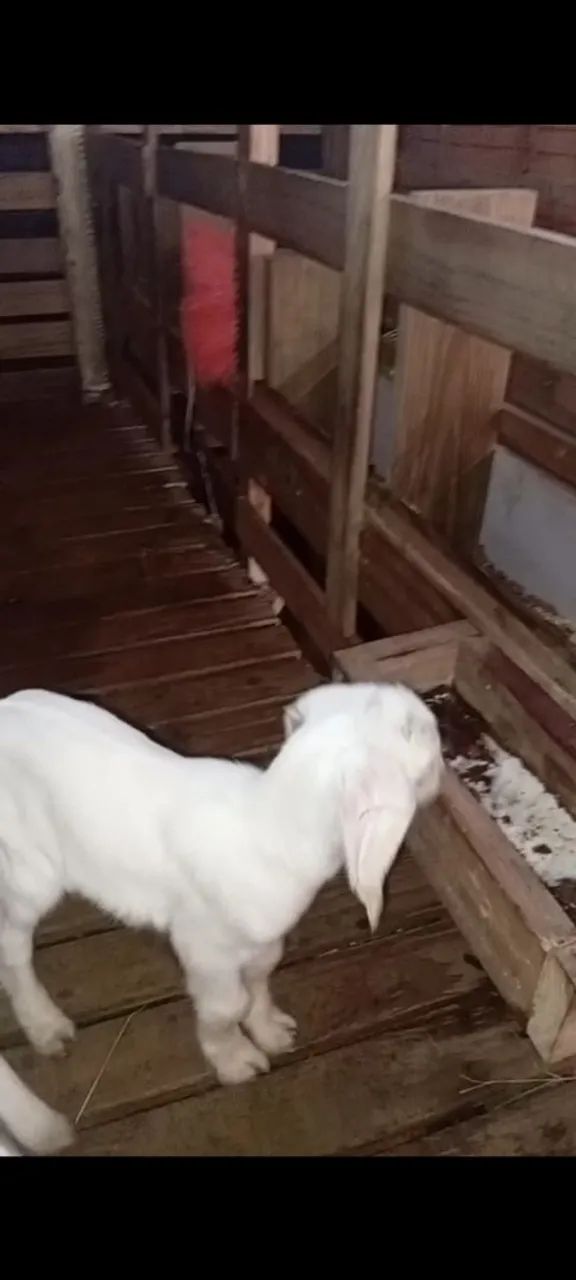 Cabrito
