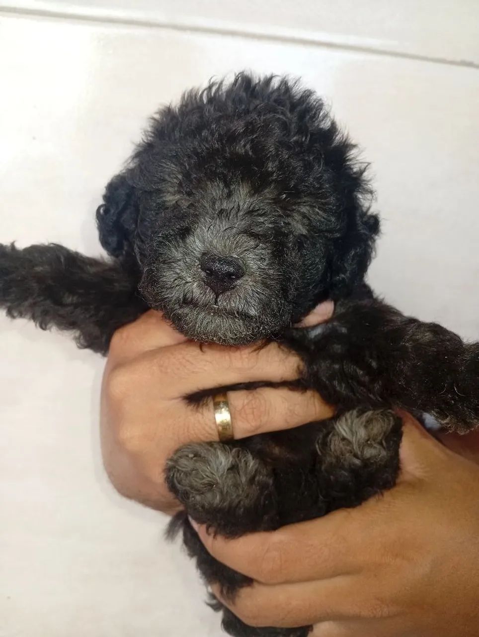 Poodle toy original machos - Foto 5