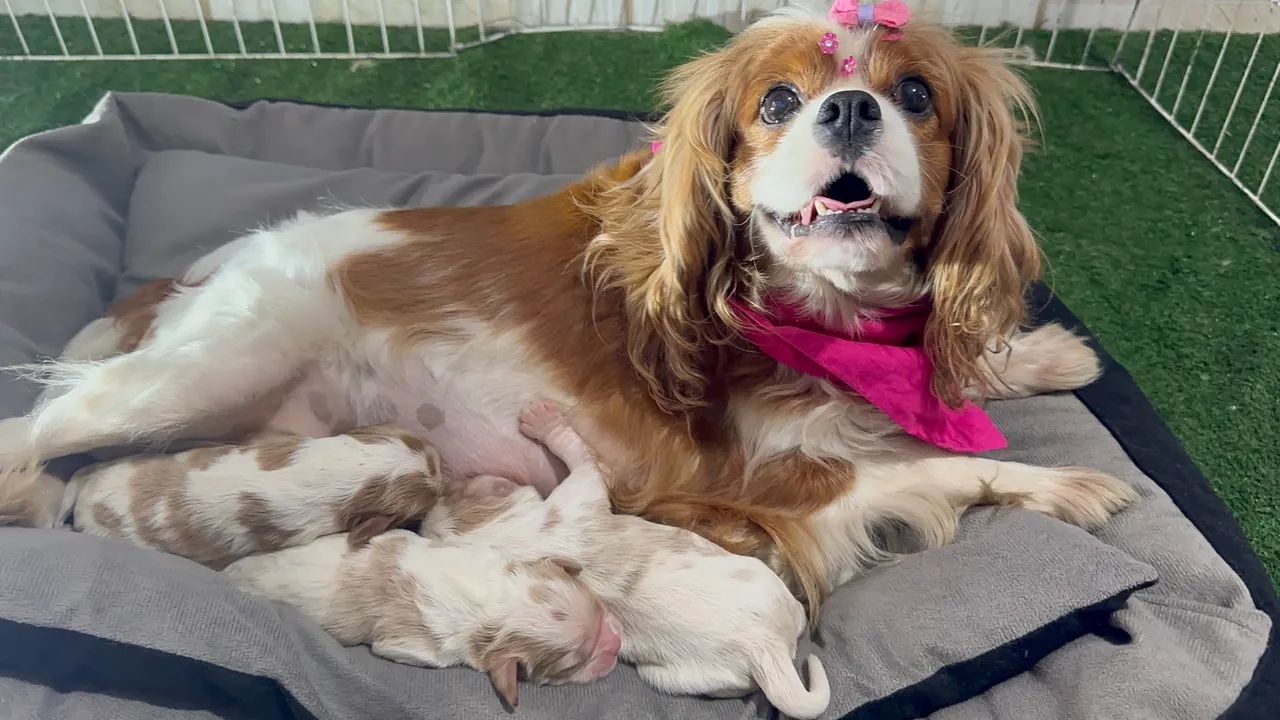 Cavalier king garanta já o seu