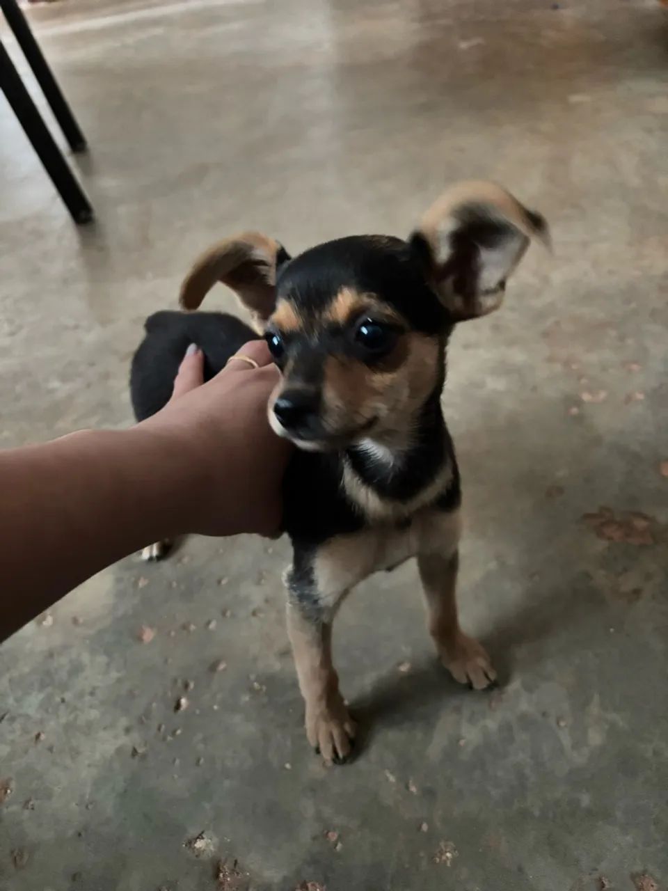 Pinscher macho  - Foto 2