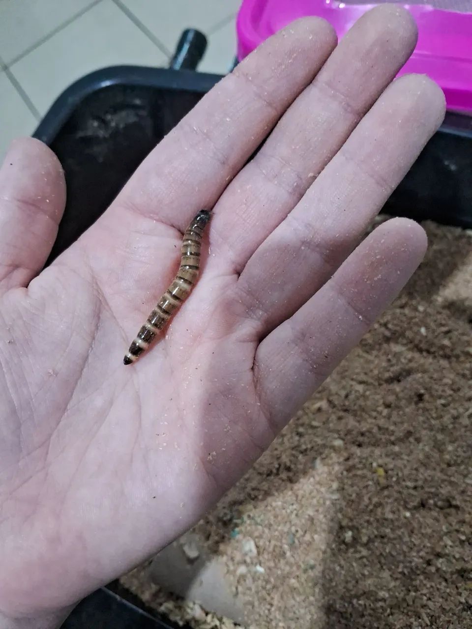 Venda de larvas de tenébrio gigante vivas - Foto 2