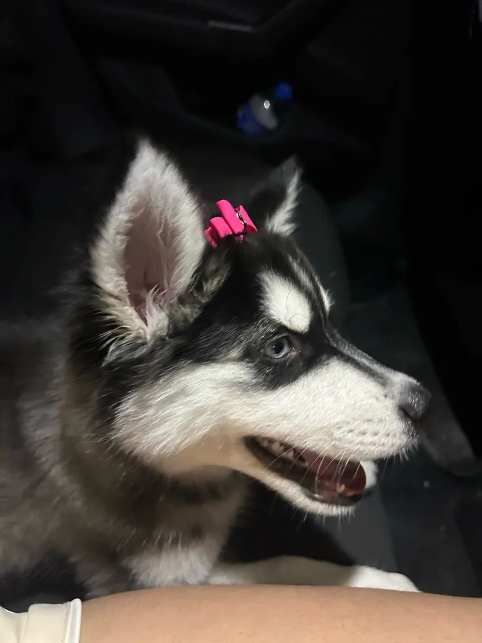 Husky siberiano - Foto 2