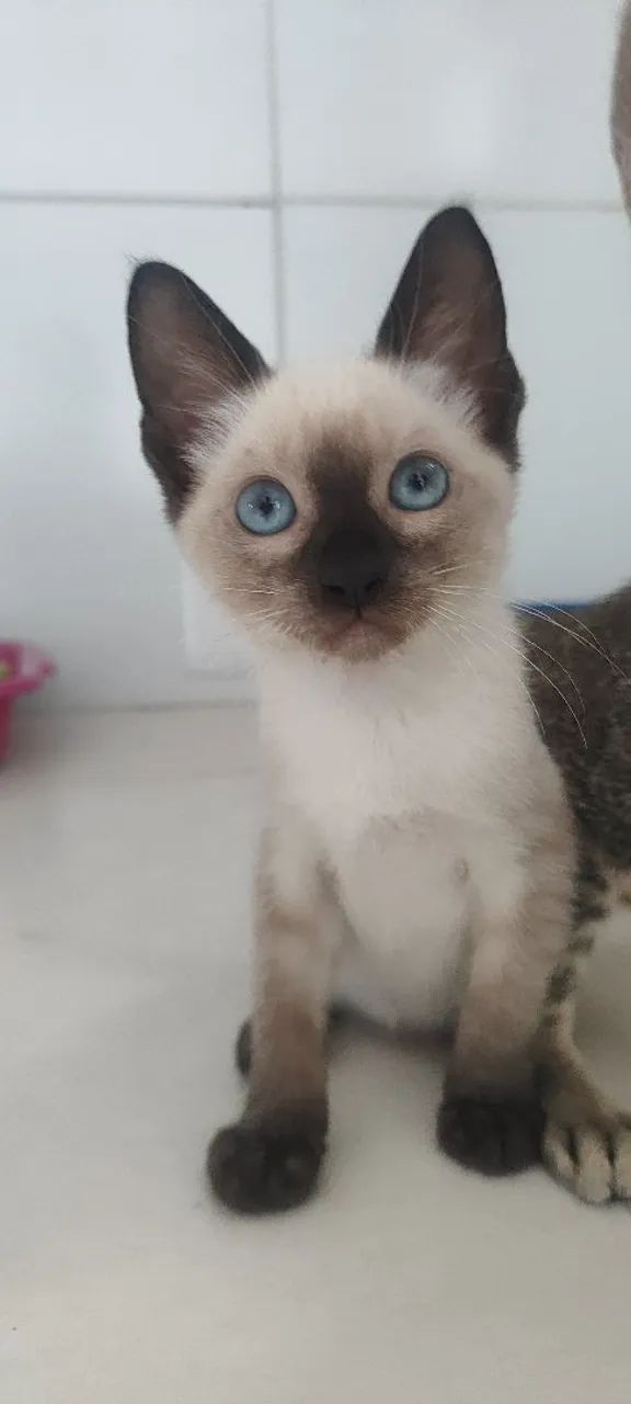Gata siamês, 2 meses - Foto 3