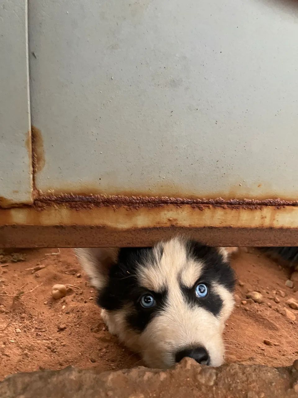 Filhotes de Husky Siberiano  - Foto 4