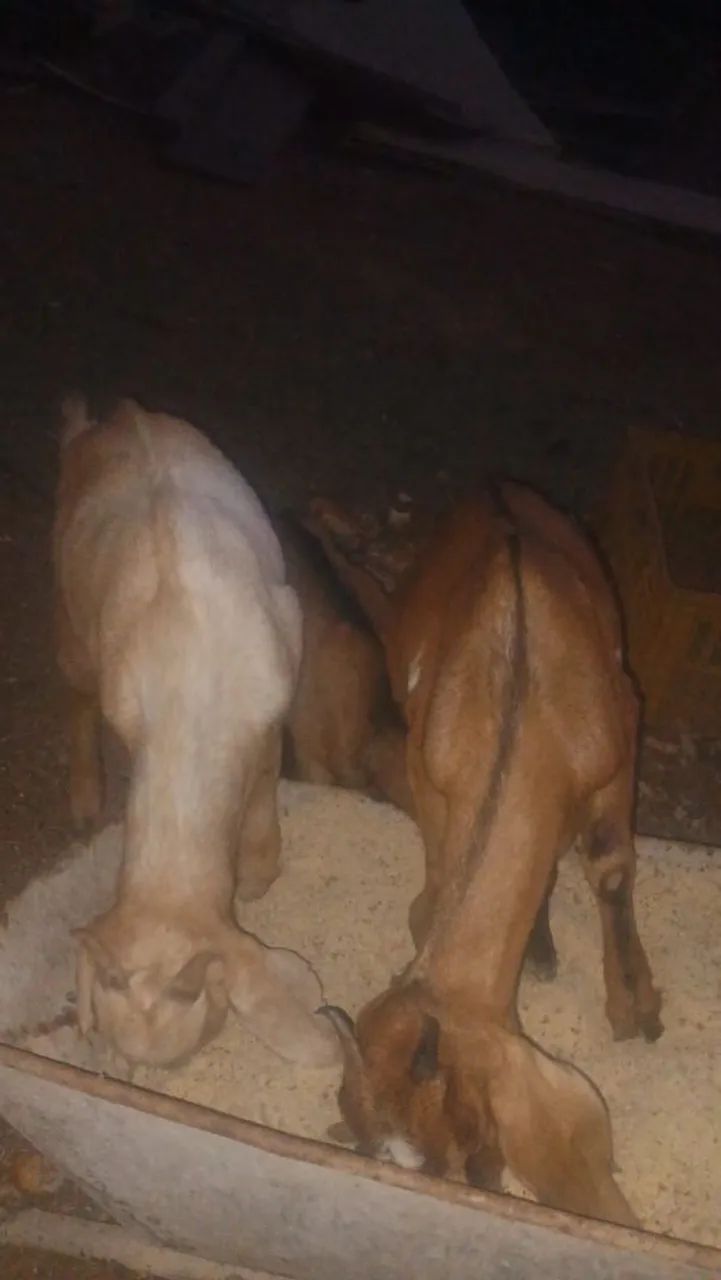 Cabras, cabritos e bodes a parti de 600,00 - Foto 5