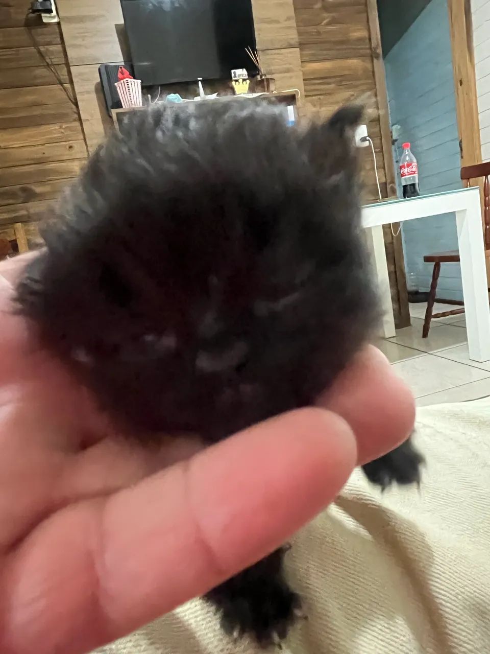 Gato persa  - Foto 5