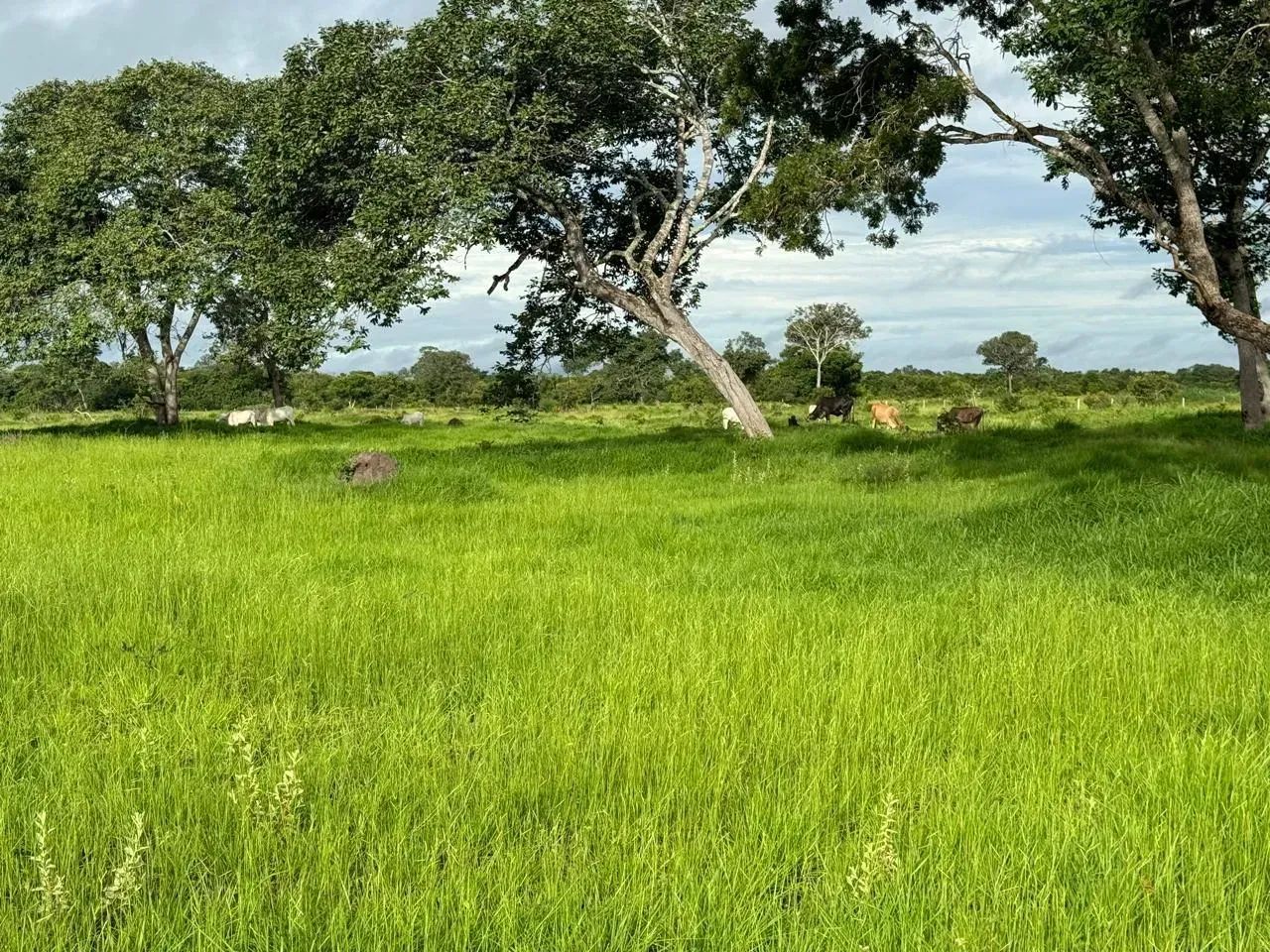 fazenda Extra 110 Alqueires - Foto 4