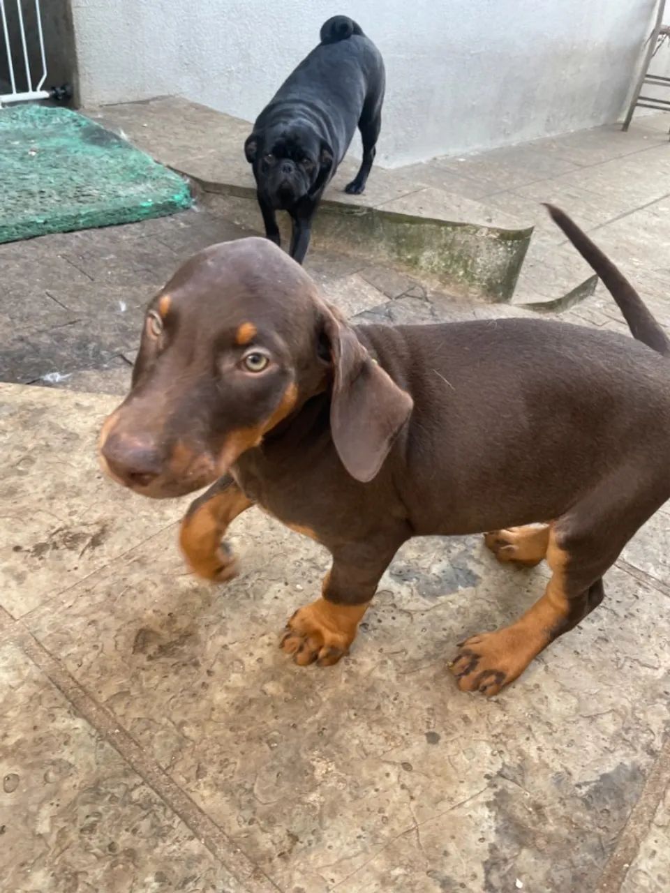 Vendo Filhotes de Doberman - Foto 6