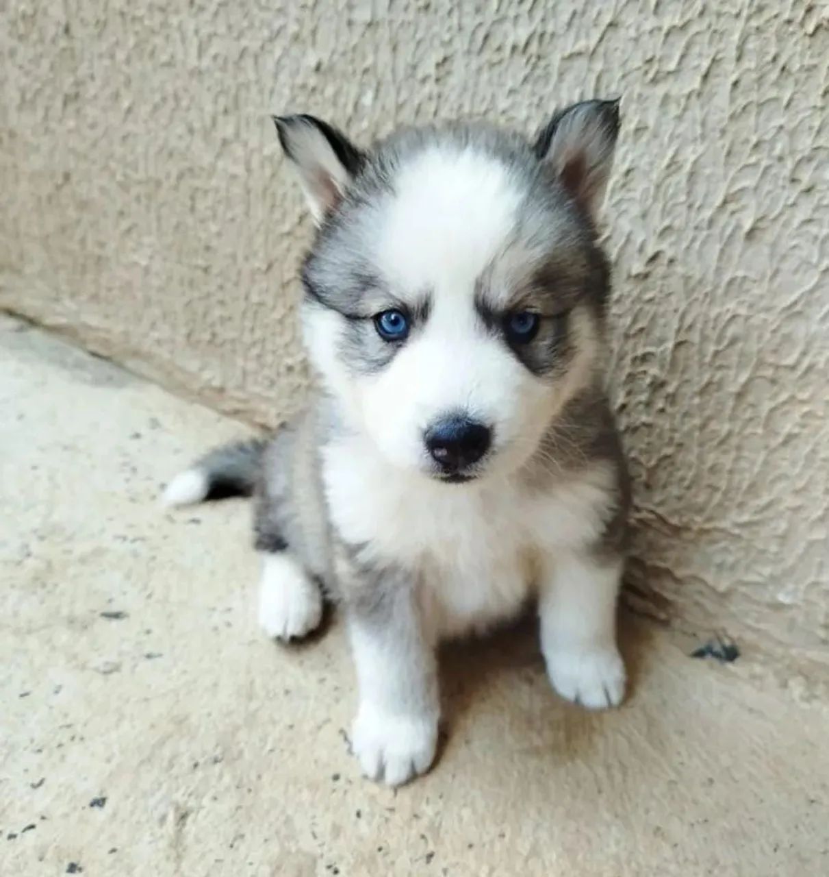 Filhotes de Husky Siberiano - Curitiba e região 