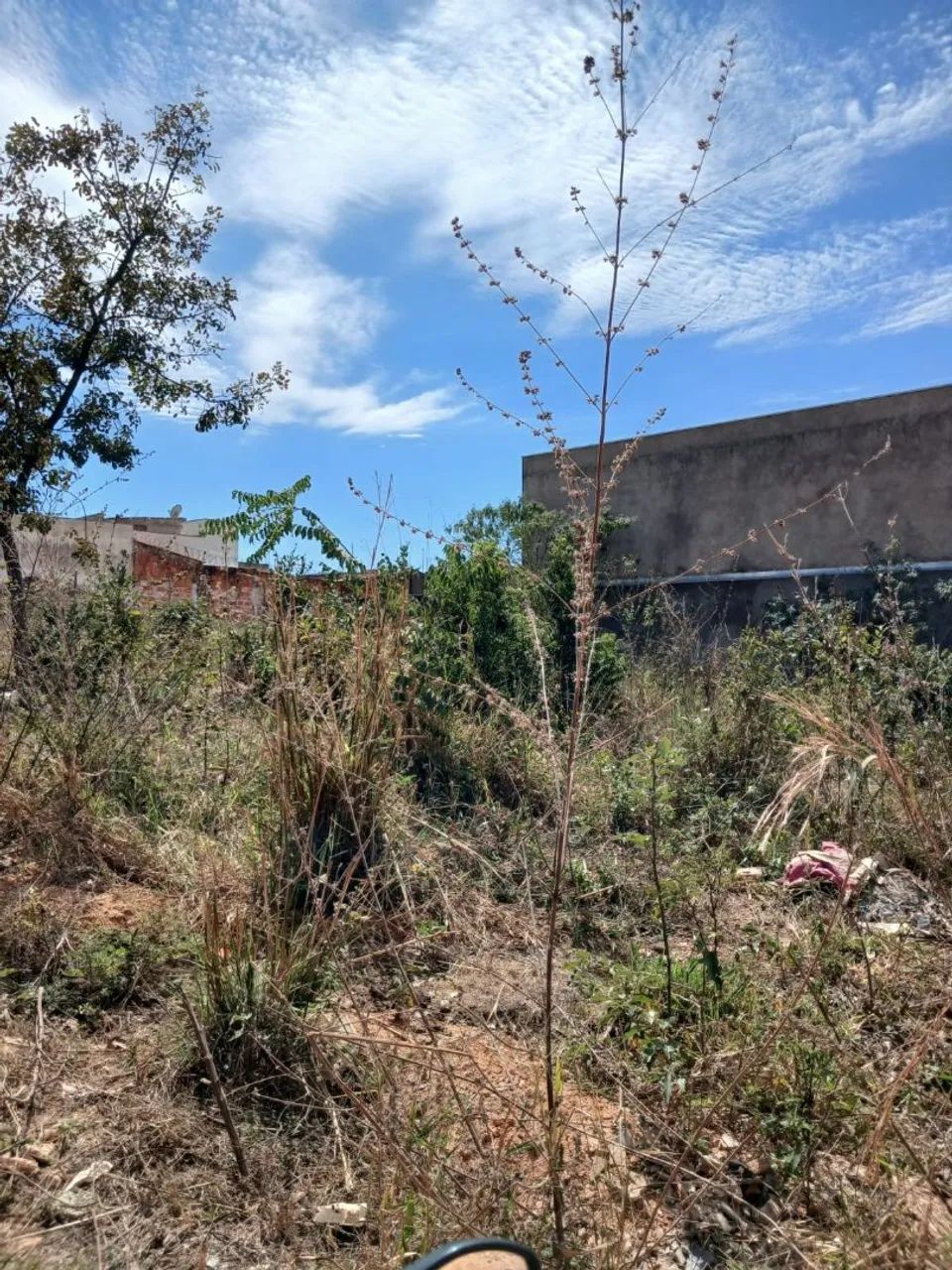 Lote - Foto 3