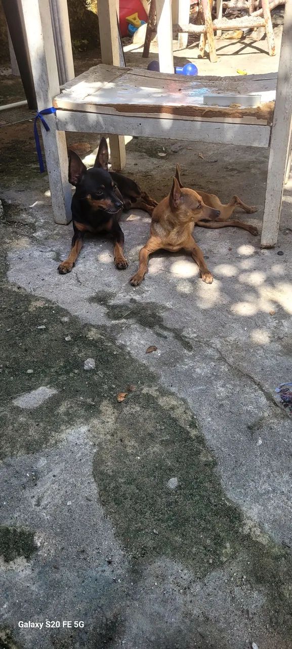 Casal de pincher 