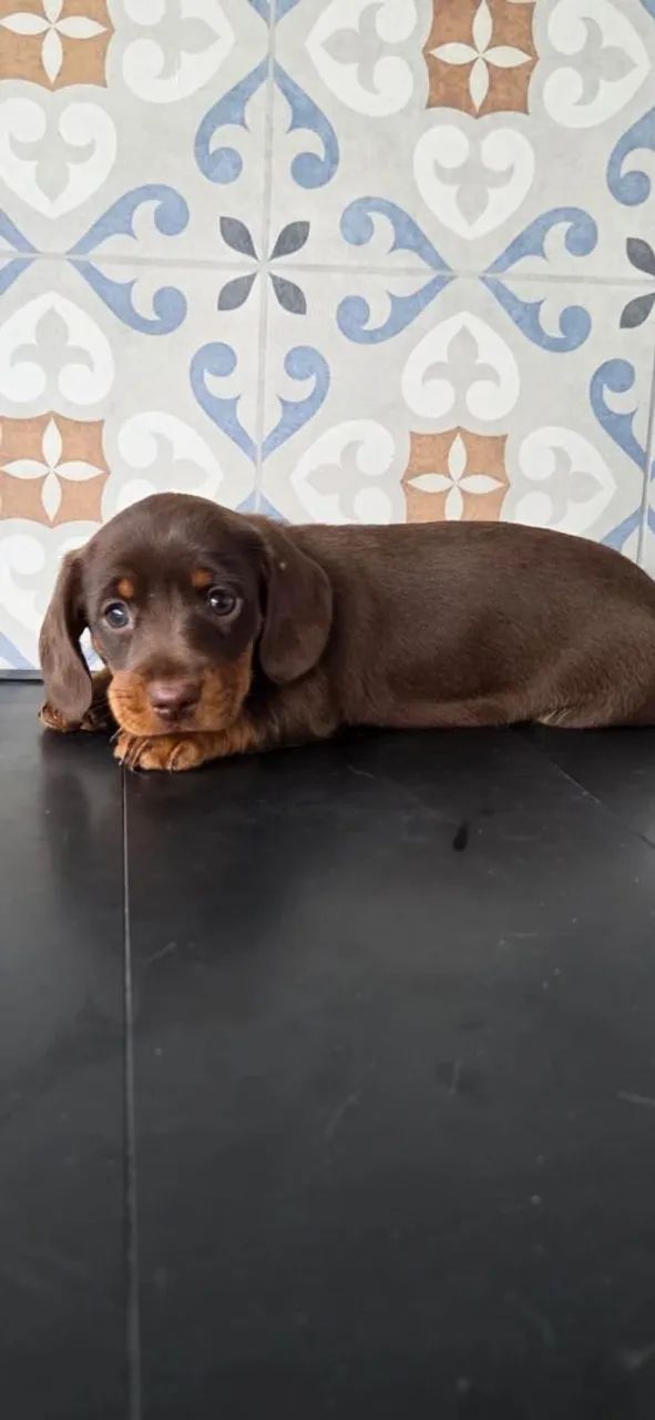 Filhotes teckel basset - Foto 4