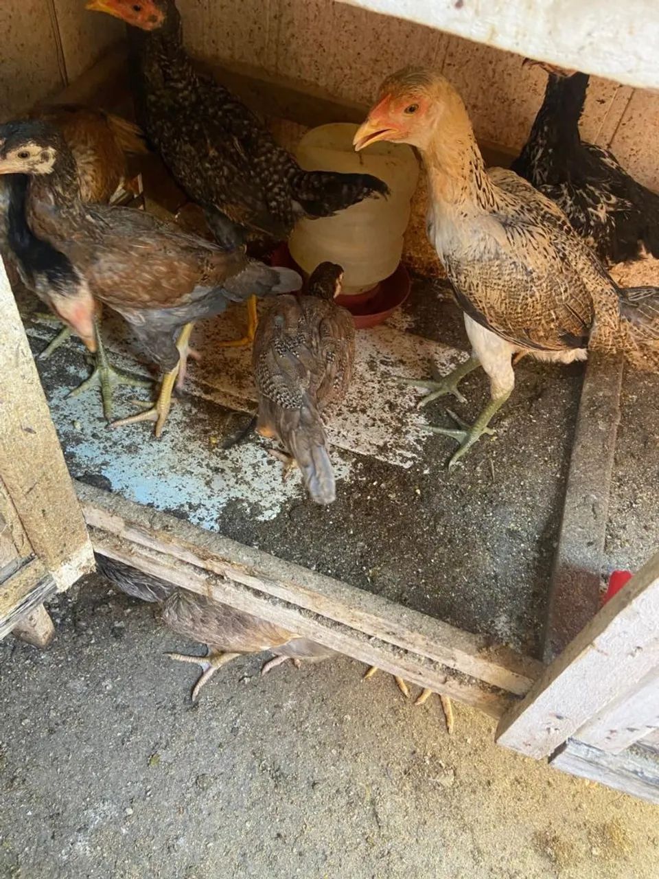 Frango caipira  - Foto 4