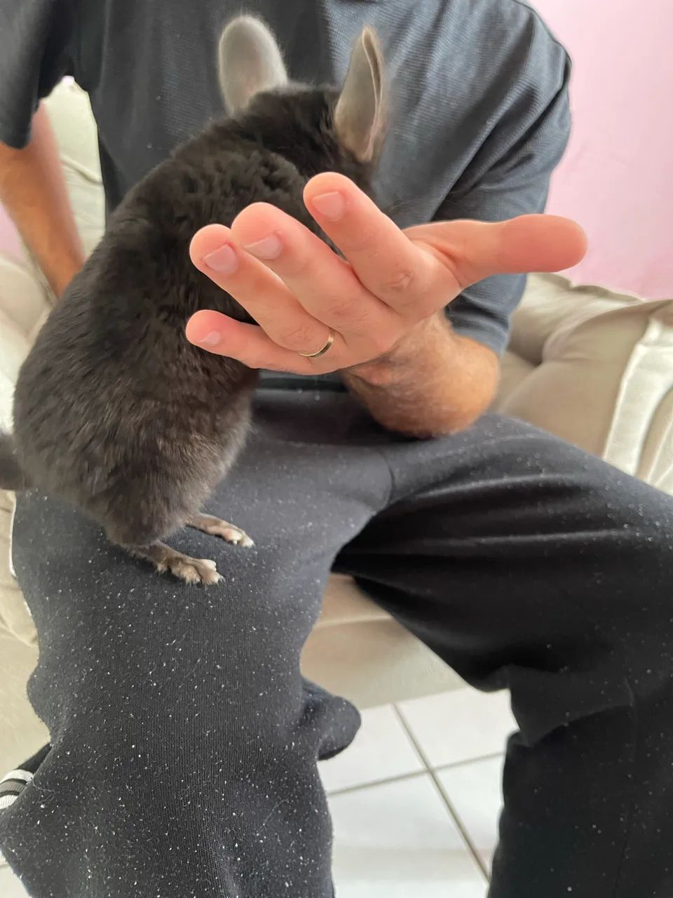 Animal - Foto 2