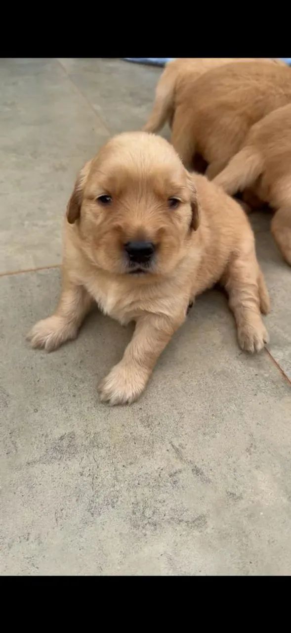 GOLDEN RETRIEVER AVENDA!  - Foto 3