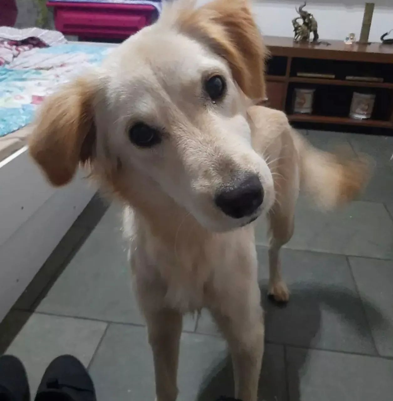 Cachorrinha docil para adoçao