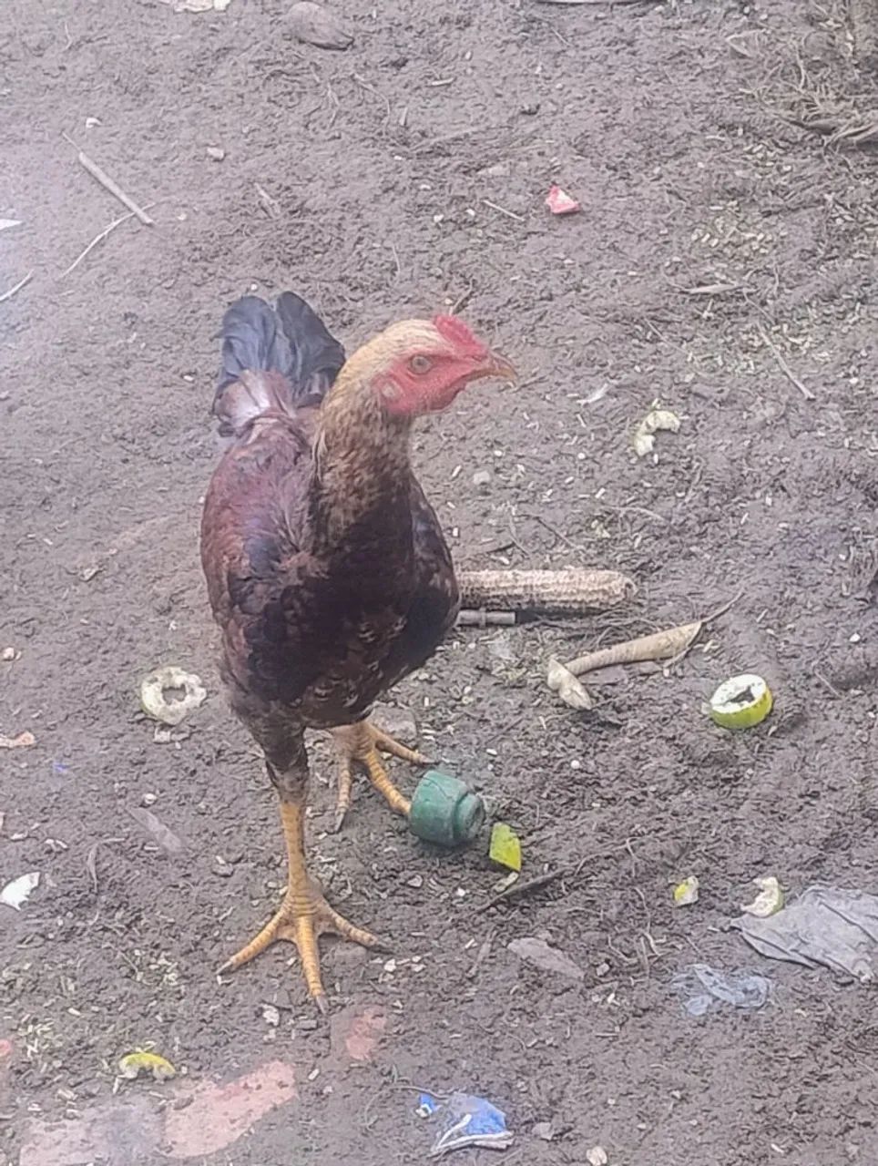Vende-se um frango macho  - Foto 2