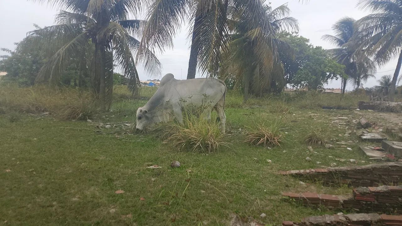 Gado pra corte - Foto 2