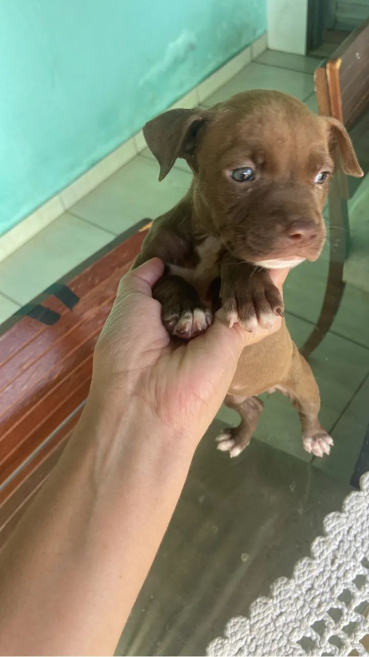 Vendendo filhote de Pit bull 