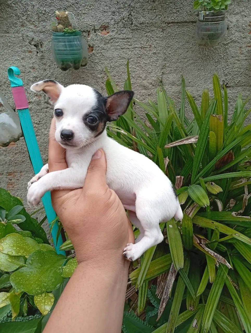 Pinscher  número 0 - Foto 3