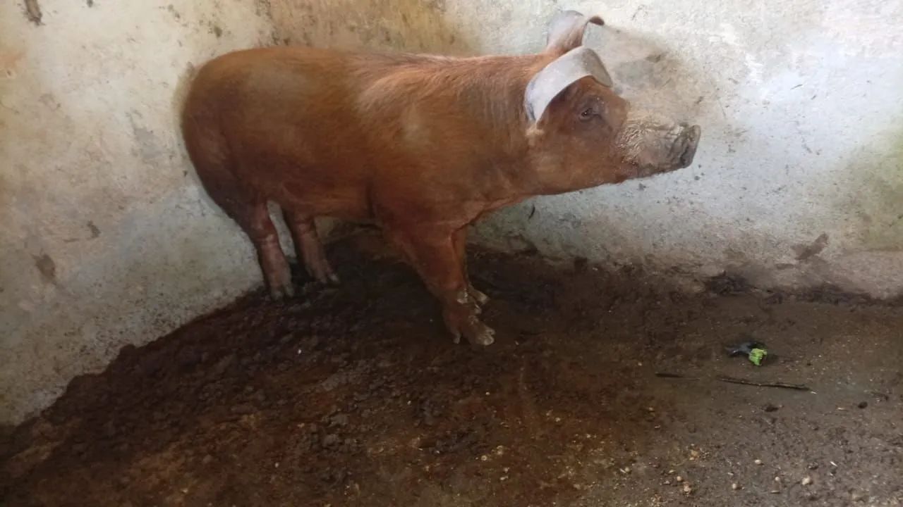 Cachaço e Porca! - Foto 3