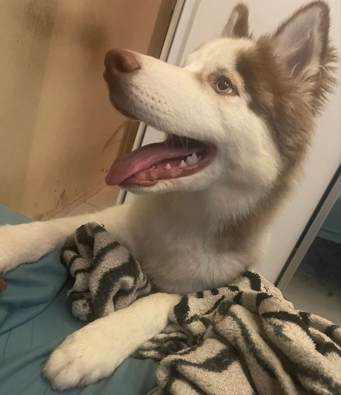Husky siberiano Wooly 