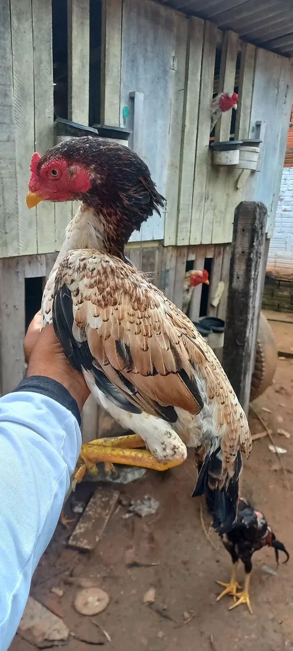 Casal de galinha  - Foto 3