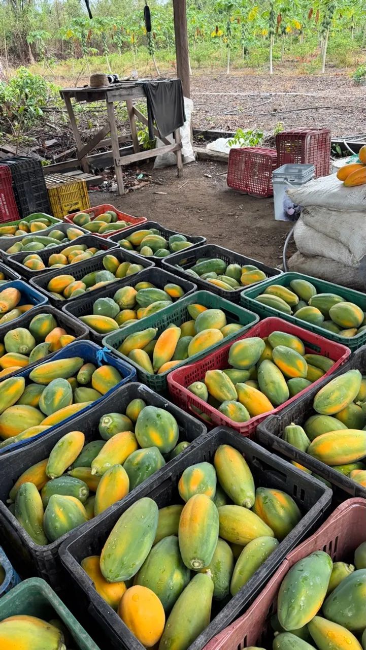 Caixa de Mamão  - Foto 2