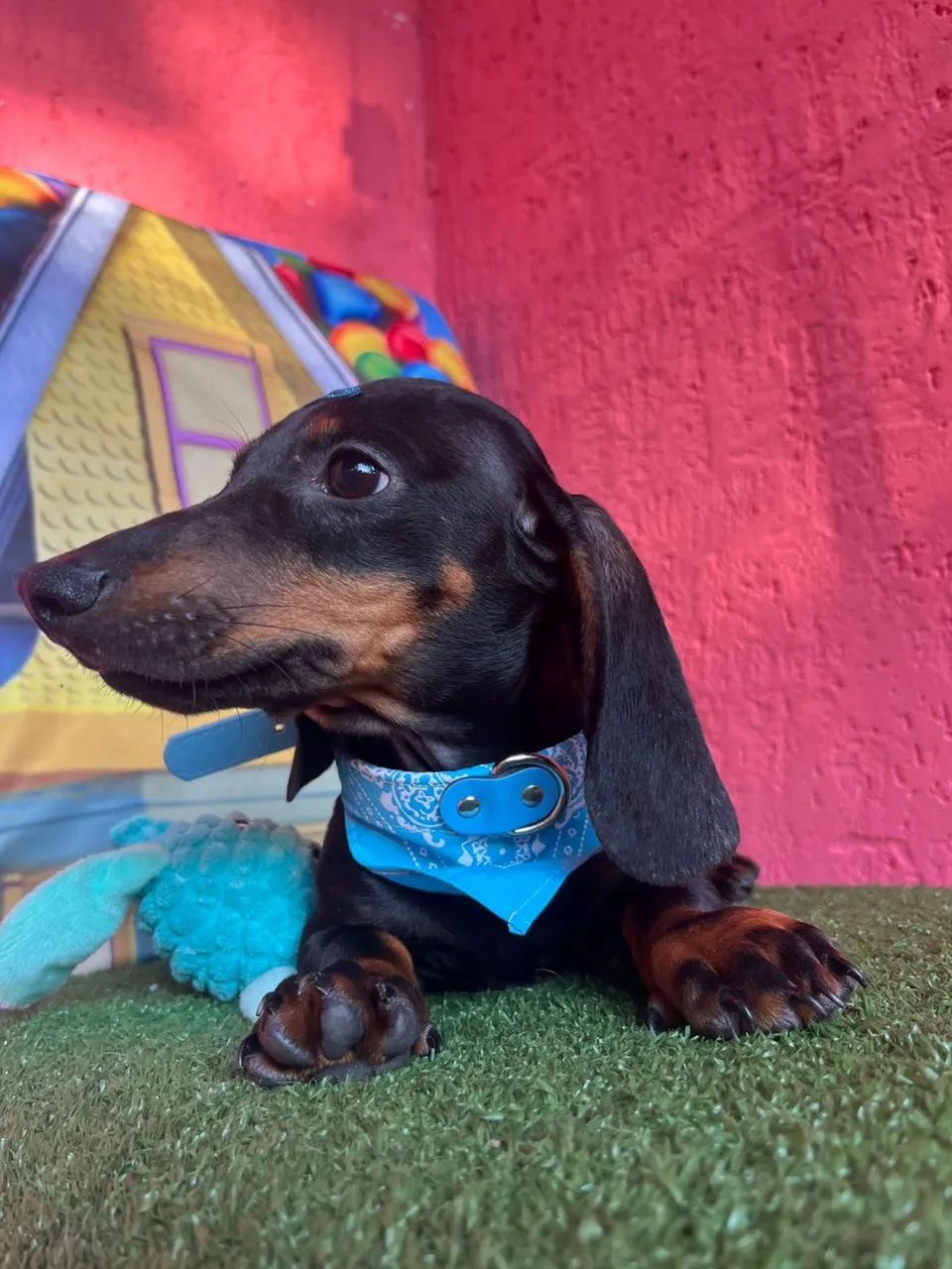Dauschund  Teckel R$ 1.500 - Foto 5