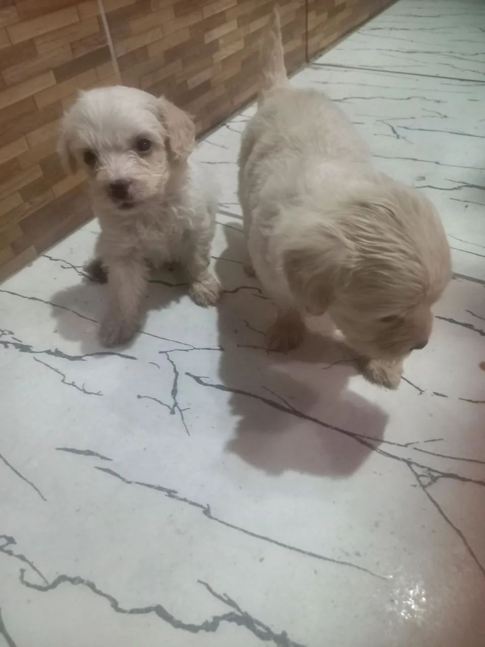 2 lindos filhotes de poodle  - Foto 5
