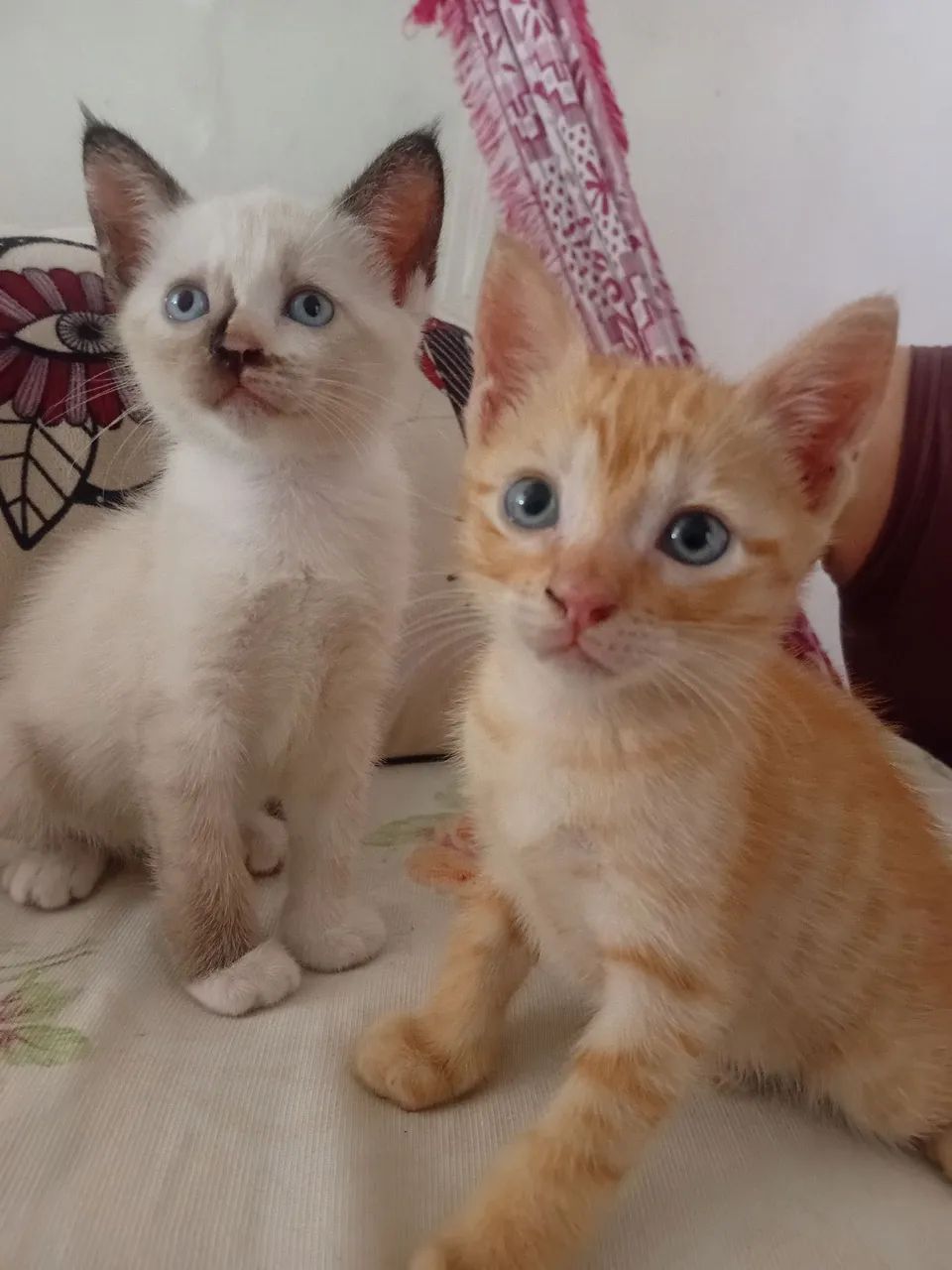 Doação de Gatos 