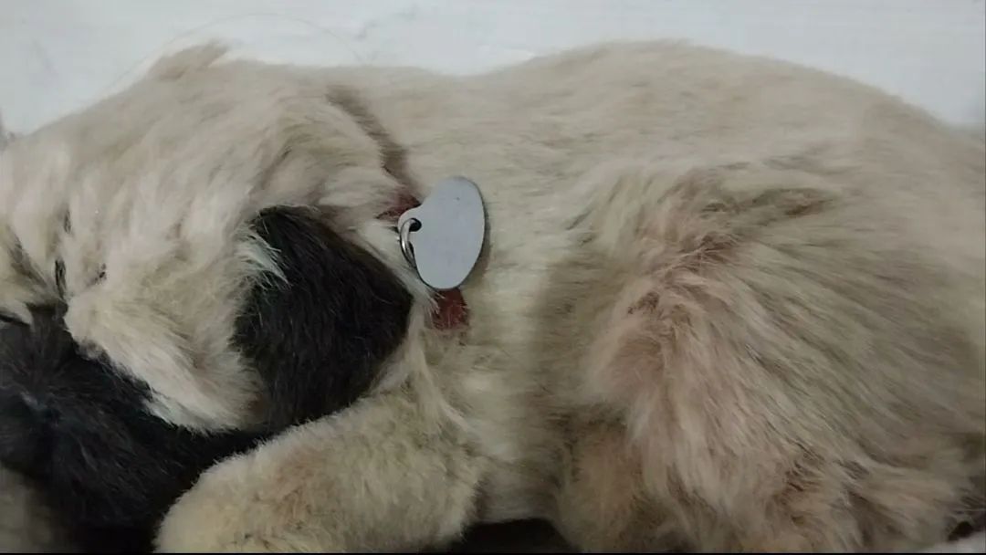 PUG da coleção Perfectpetzzz  - Foto 3