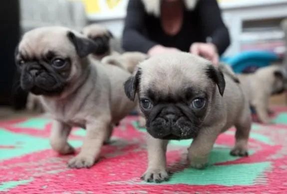 Pug Filhotes Com Garantia e Procedência. 
