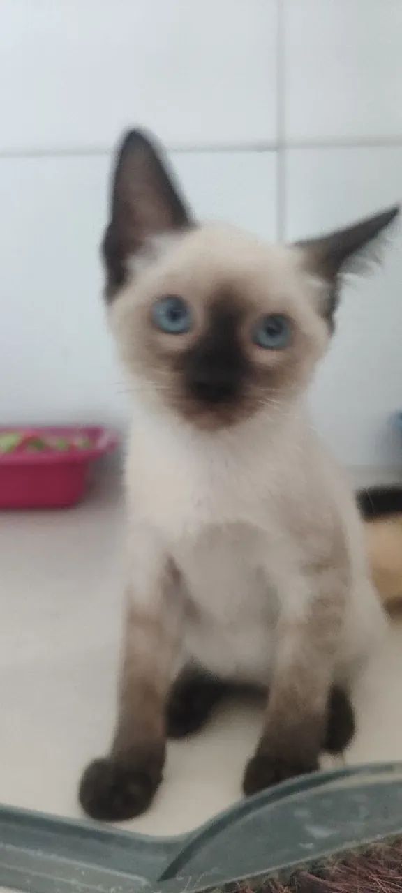 Gata siamês, 2 meses - Foto 2
