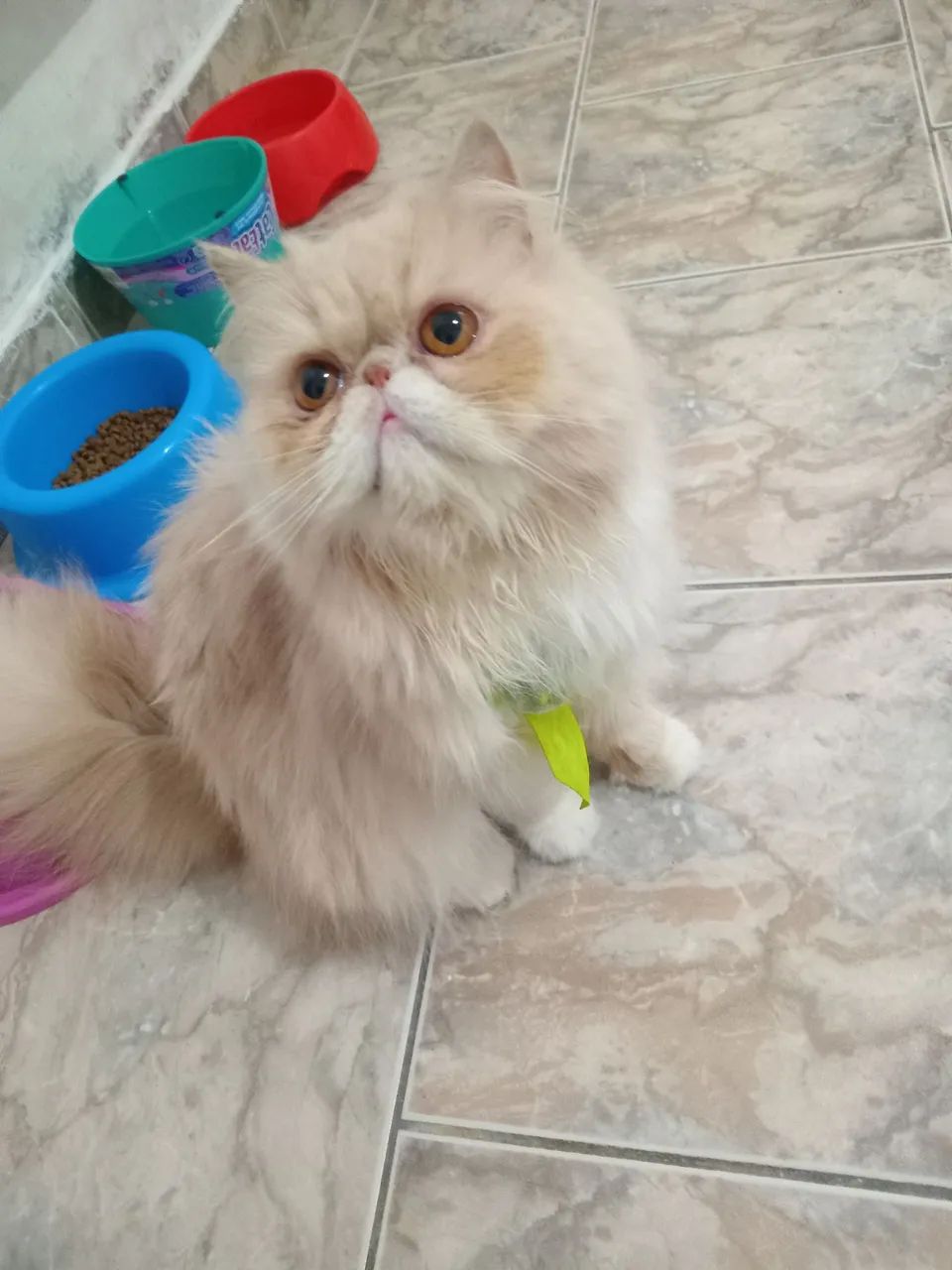 Gata persa  - Foto 2