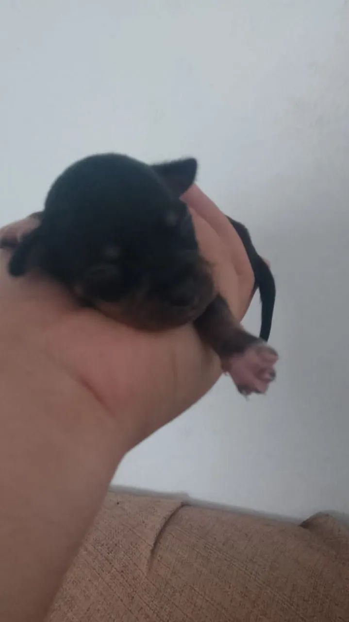 PINSCHER  - Foto 2