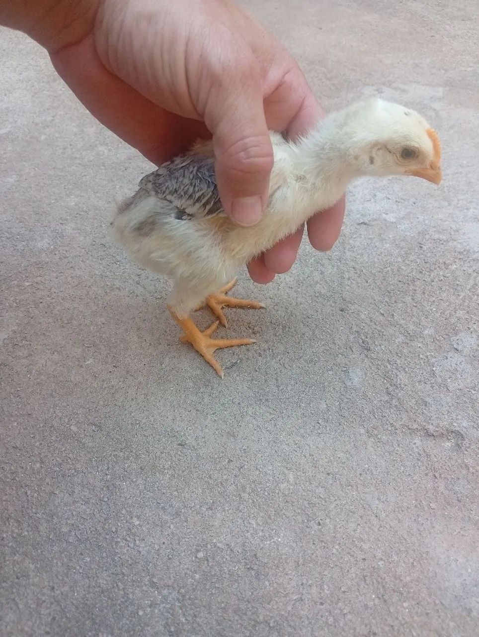 Pintinhos de galinha caipira 