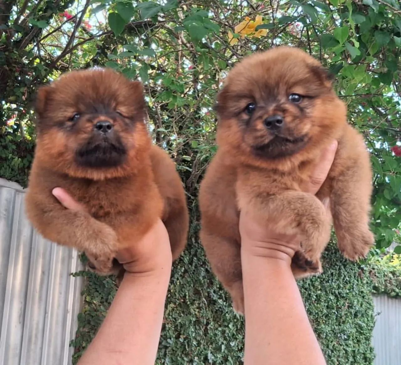 Chow chow - Foto 3