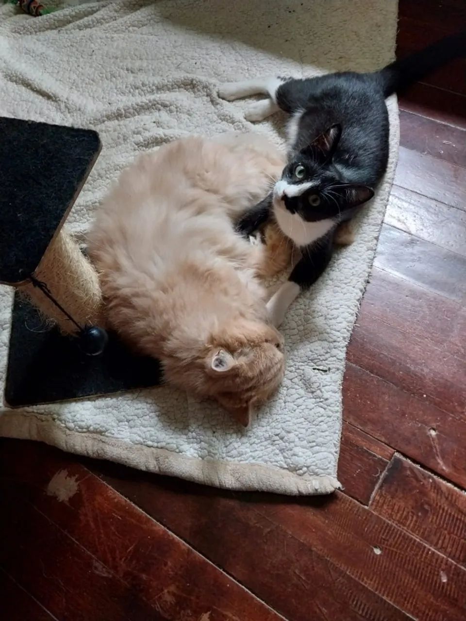 Gatinho Frajola Castrado - 1 ano - Foto 4