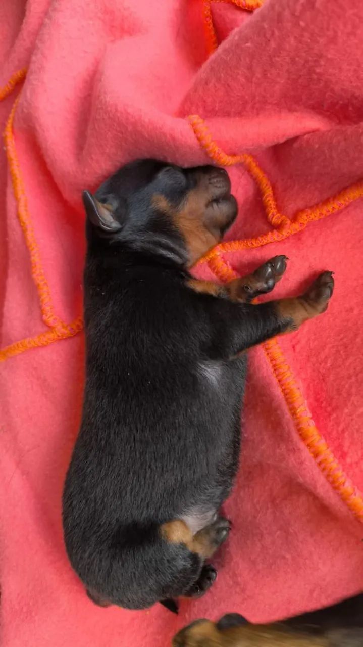 Pinscher macho